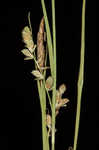 Rigid sedge